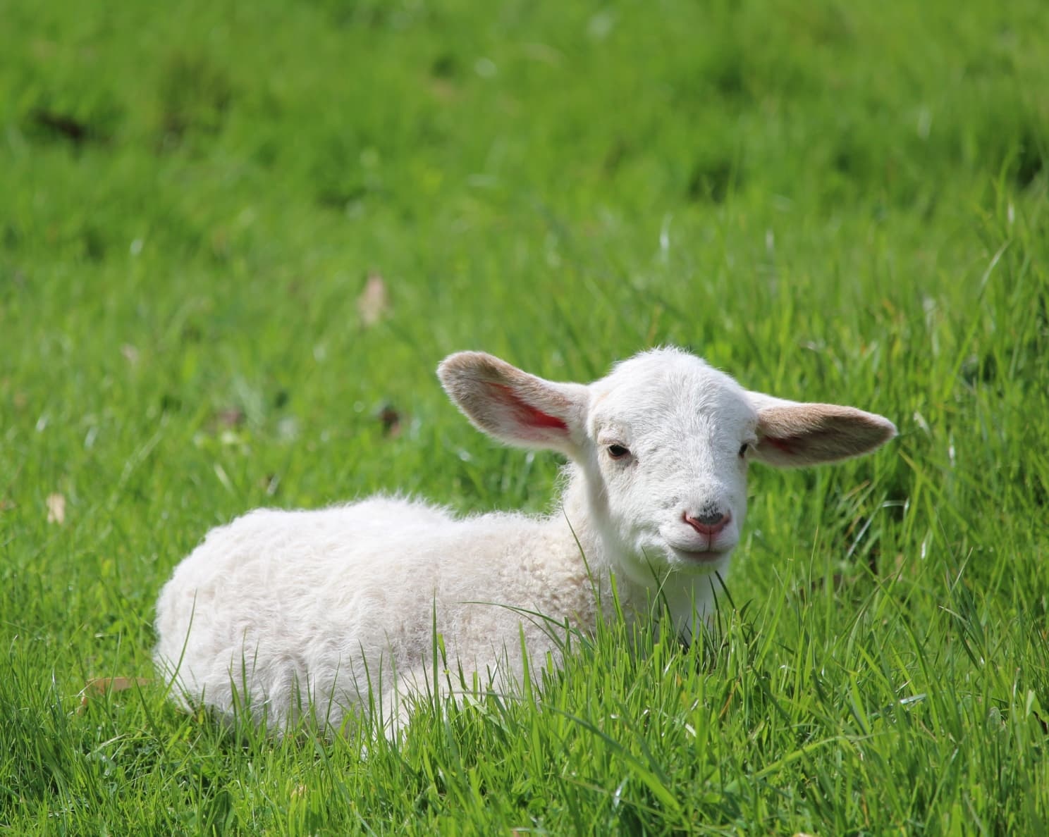 Baby Lamb
