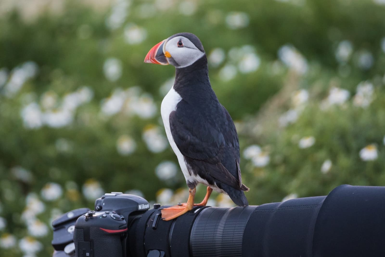 Skomer Island